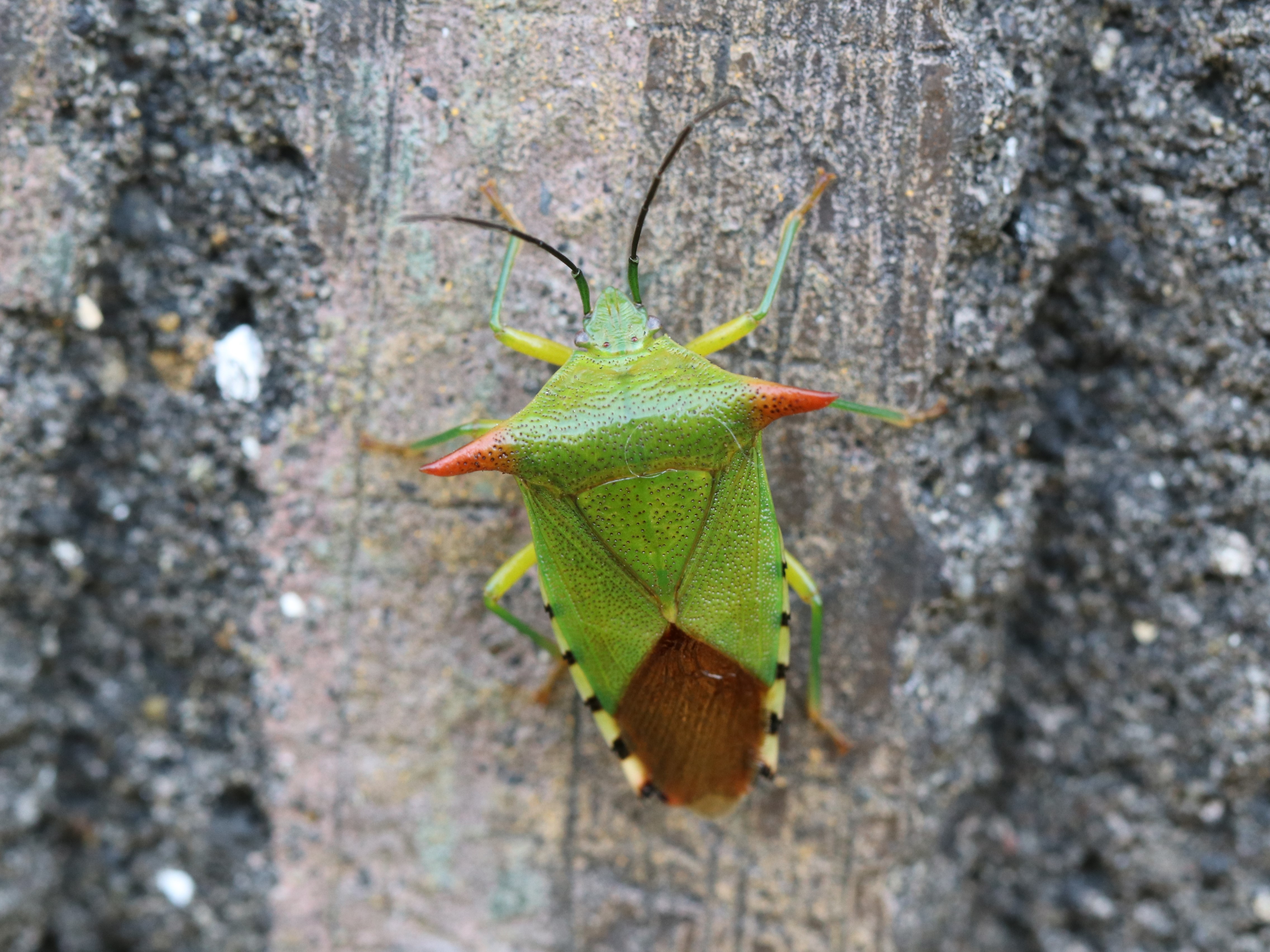 支柱のオオツノカメムシ